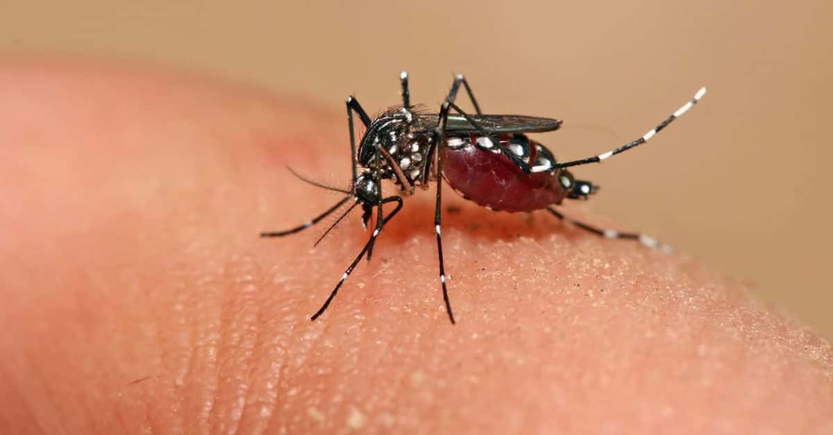 Dengue: especialistas recomiendan empezar a vacunar en los próximos meses