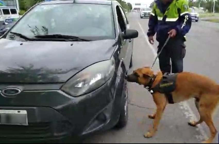 Un perro detectó droga en un auto que venía a la ciudad