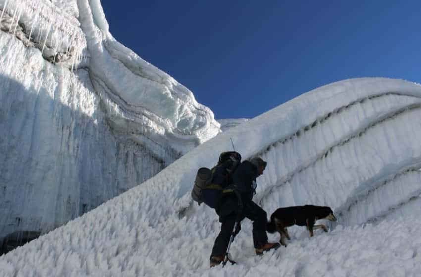 Mera, la perra callejera que conquistó el Himalaya