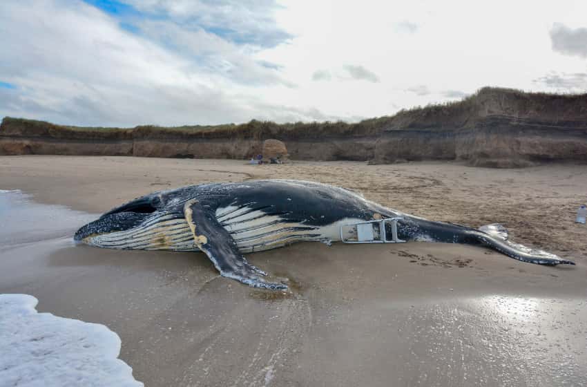 Encontraron una ballena muerta e investigan las causas