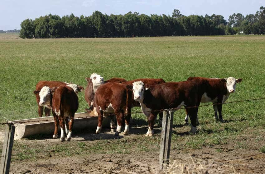 La carne aumentaría más en 2020 por falta de ganado
