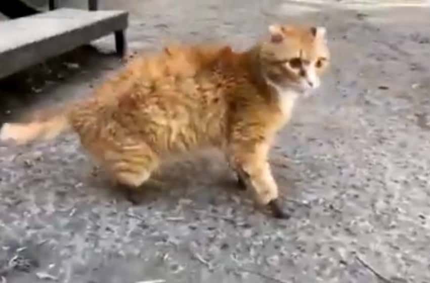 Gato viral: se le congelaron las patas pero le implantaron unas de titanio