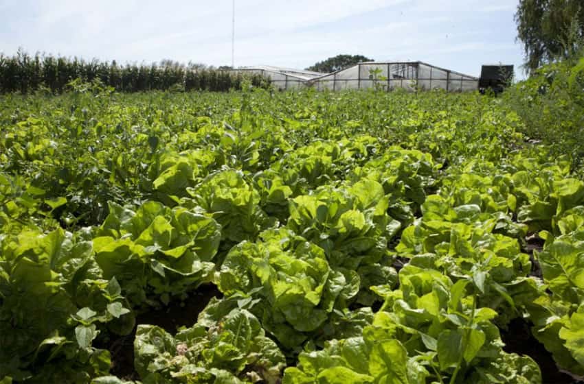 El gobierno bonaerense y el Senasa acordaron trabajar para fortalecer las exportaciones agrícolas
