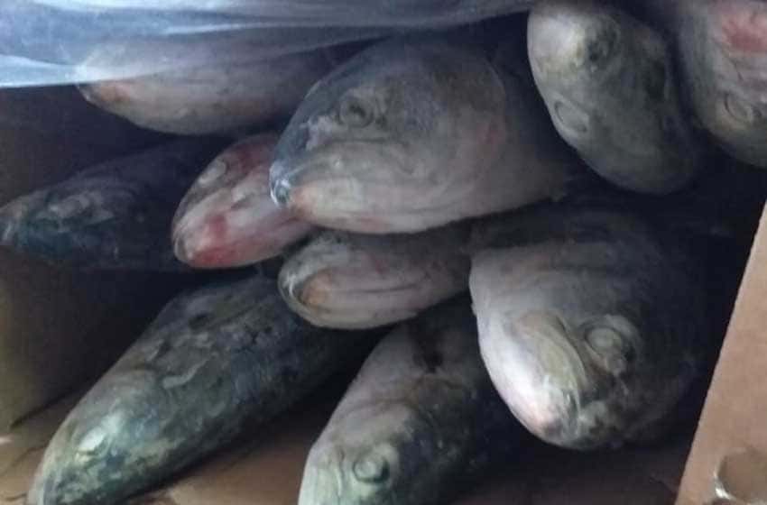 Secuestraron 4500 kilos de pescado