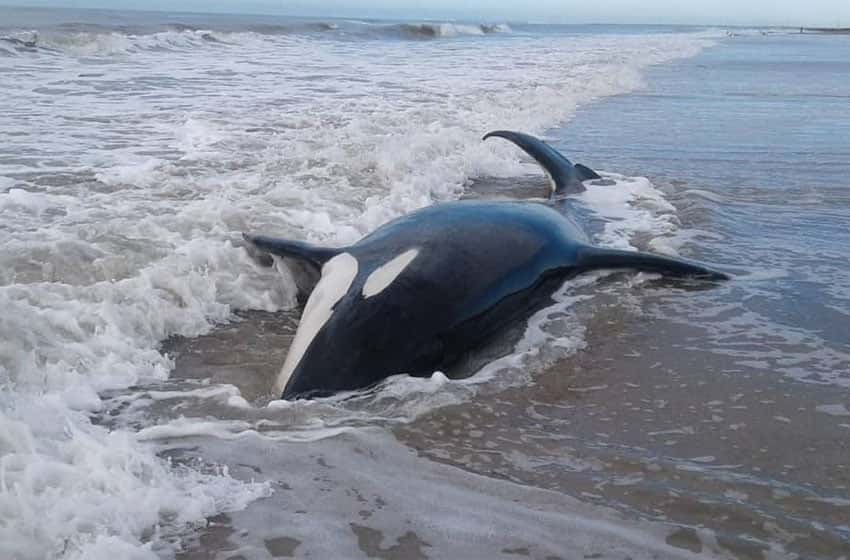 La Caleta: encontraron siete orcas encalladas