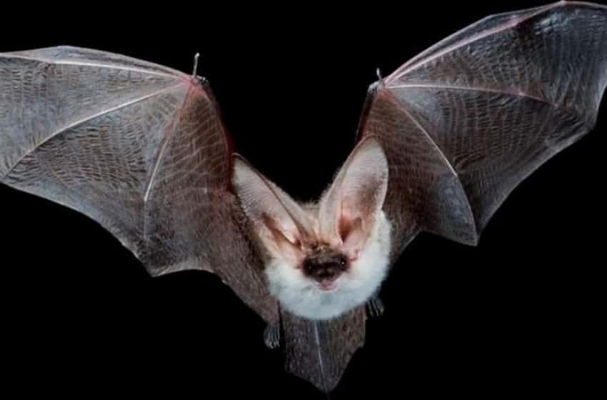 Llegan los murciélagos a Mar del Plata: mitos y verdades sobre los quirópteros