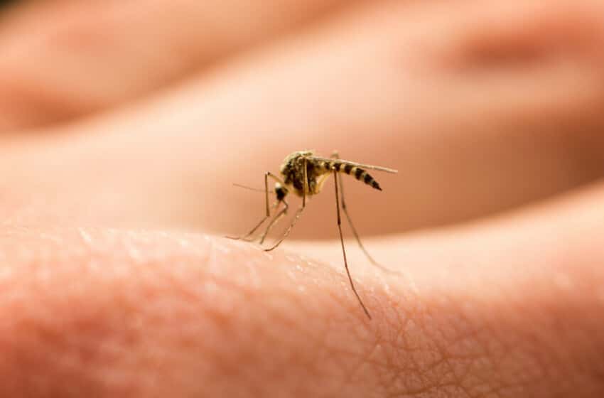 Crecen las consultas por la vacuna contra el dengue en Mar del Plata