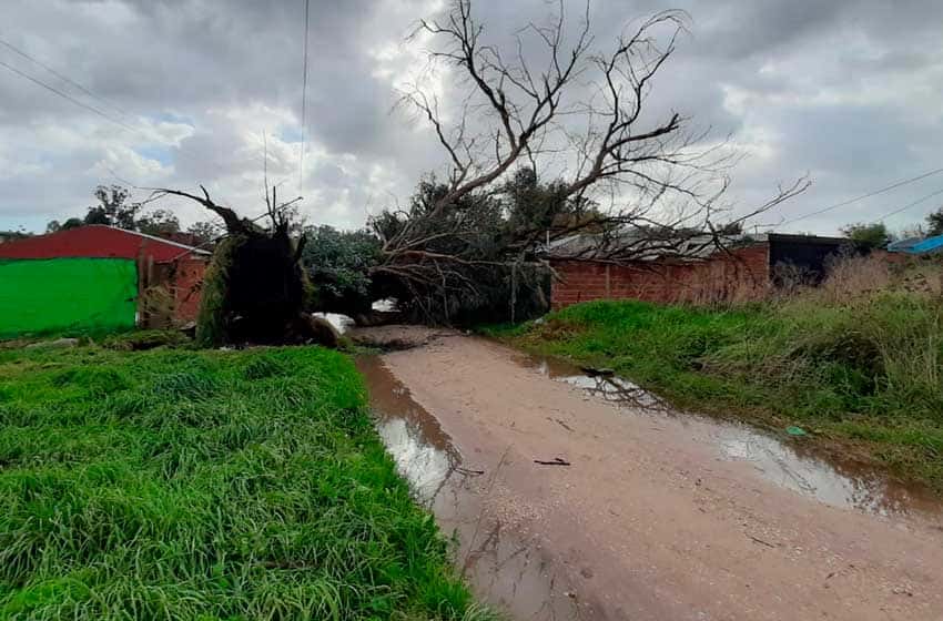Cayeron 70 árboles en una semana en Mar del Plata