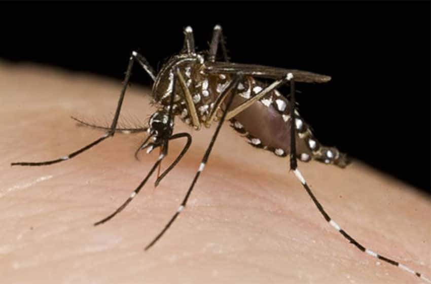 Más de 180 mil casos de dengue en el país durante los últimos ocho meses
