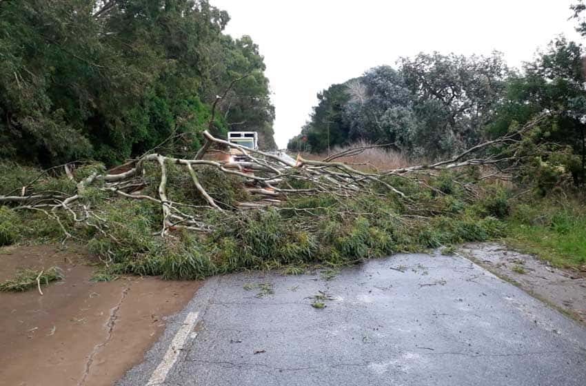 Alerta meteorológico: cayó un árbol en una casa de Sierra de los Padres