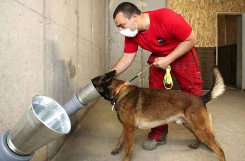 La UBA entrena perros para detectar coronavirus a través del olfato