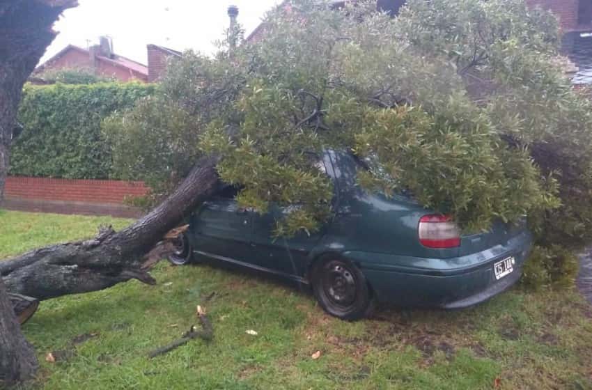 Secuelas del temporal: un auto aplastado por un árbol