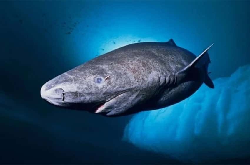 Sorprendente: el animal más viejo del mundo es un tiburón nacido en 1505
