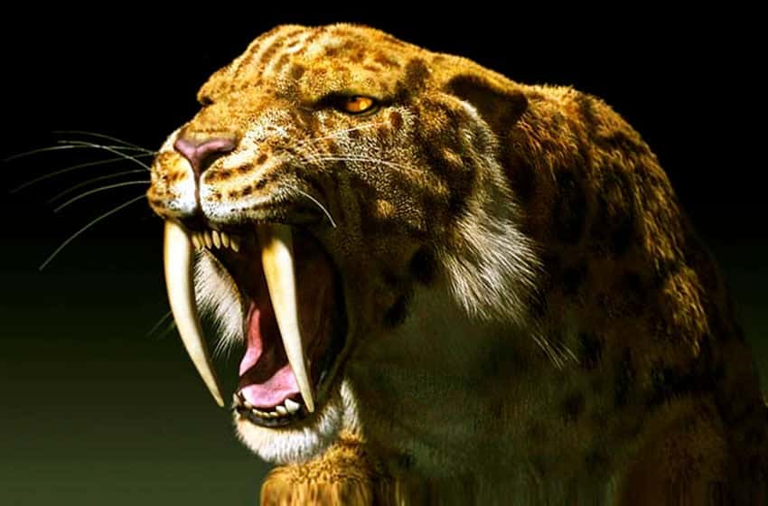 El tigre “dientes de sable” del Pleistoceno, vecino de Miramar