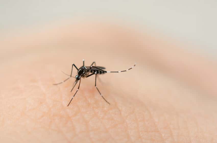 La OMS pide medidas de refuerzo contra el paludismo