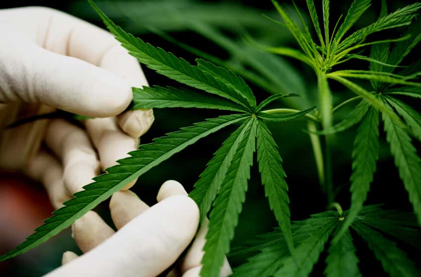 El Gobierno confirmó que revisará el registro de usuarios de cannabis medicinal