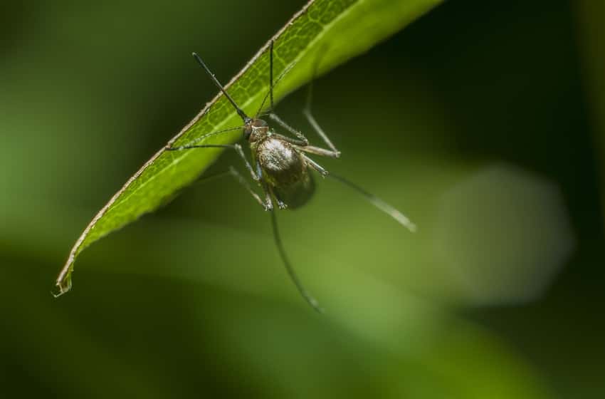 Dengue: las zonas más afectadas