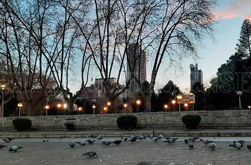 Aumento de palomas en Mar del Plata: cuáles son las razones