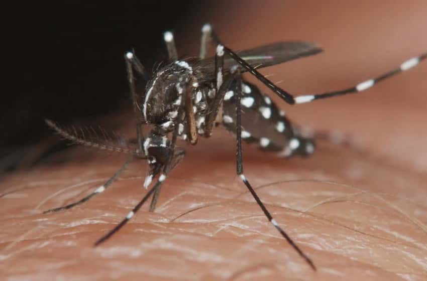 Confirmaron el primer caso de dengue en Tandil