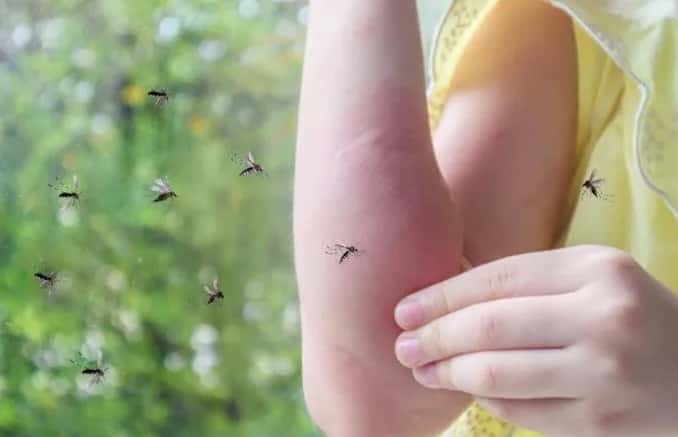 Cómo combatimos a los mosquitos ante la falta de repelentes