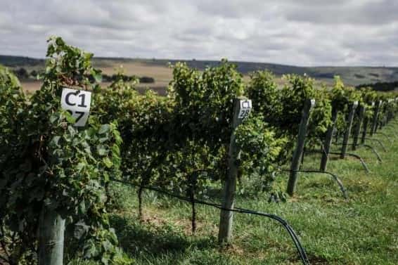 Inauguraron la temporada vitivinícola con el inicio de la Vendimia 2024