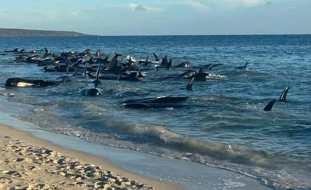 Al menos 160 ballenas piloto quedaron varadas en una playa al suroeste de Australia