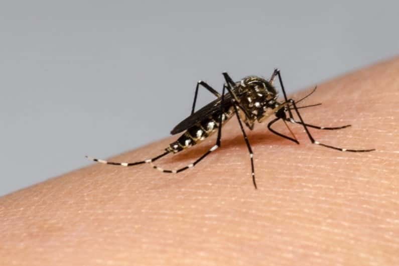 Dengue en PBA: son casi 67 mil los casos y hay brotes en 54 distritos
