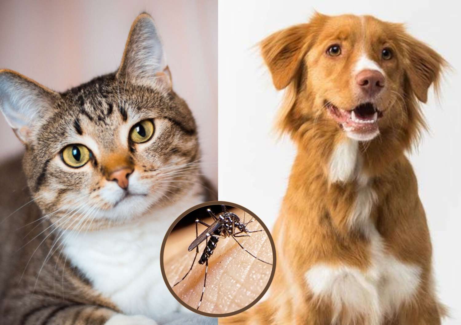 ¿El dengue puede afectar a las mascotas?