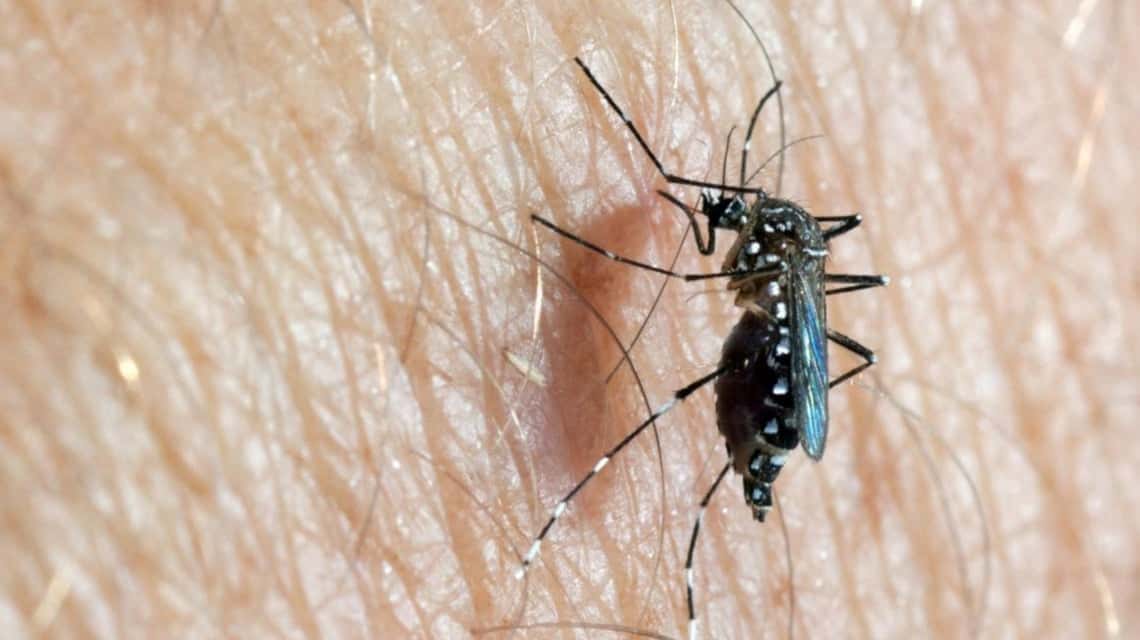 Denuncian "incapacidad" para tratar a una persona con dengue en Mar del Plata