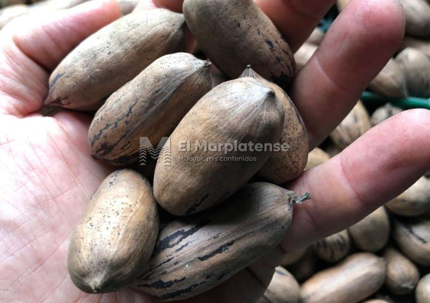 Las nueces Pecán, un cultivo que no para de crecer