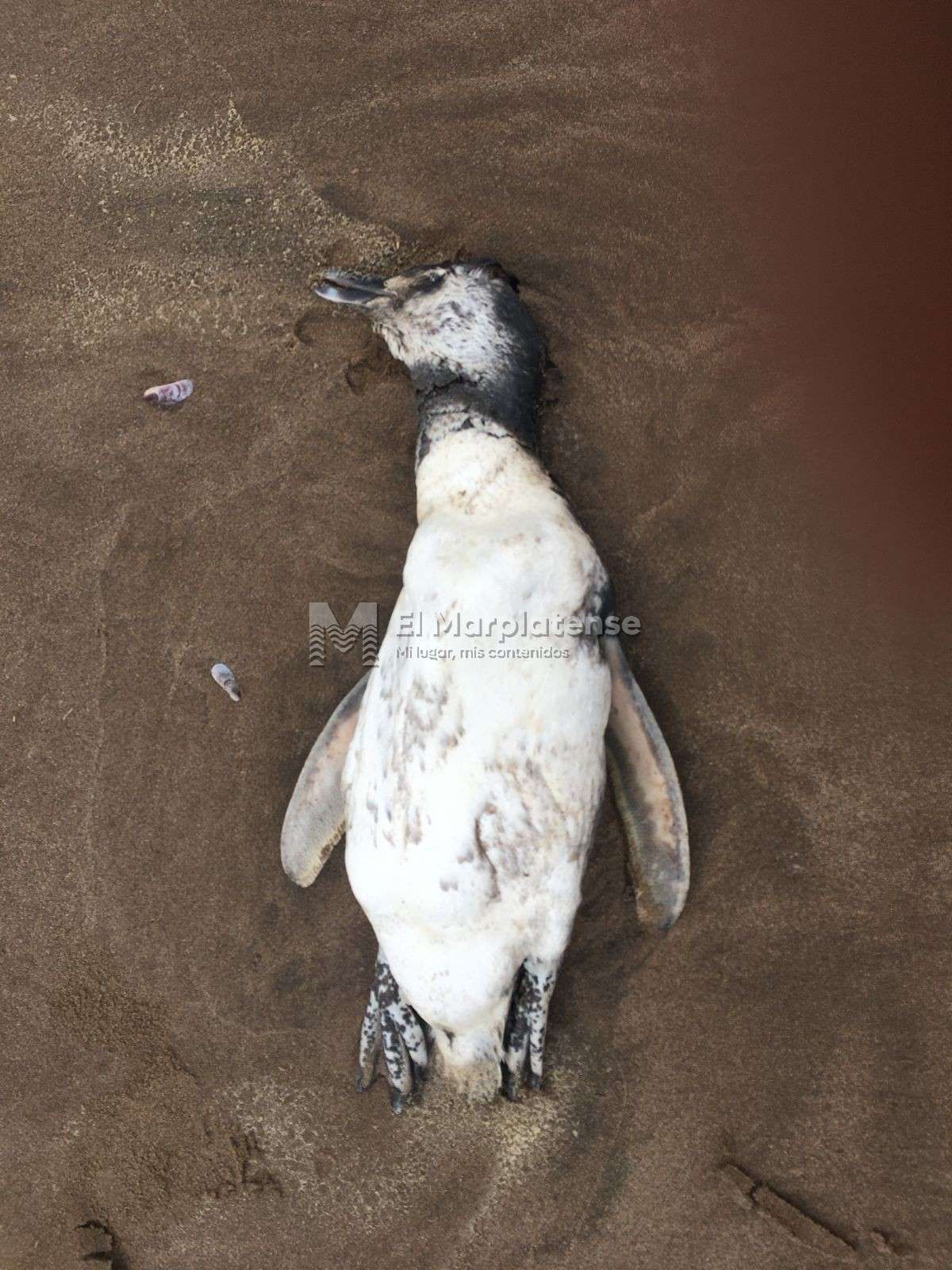 pinguinos muertos
