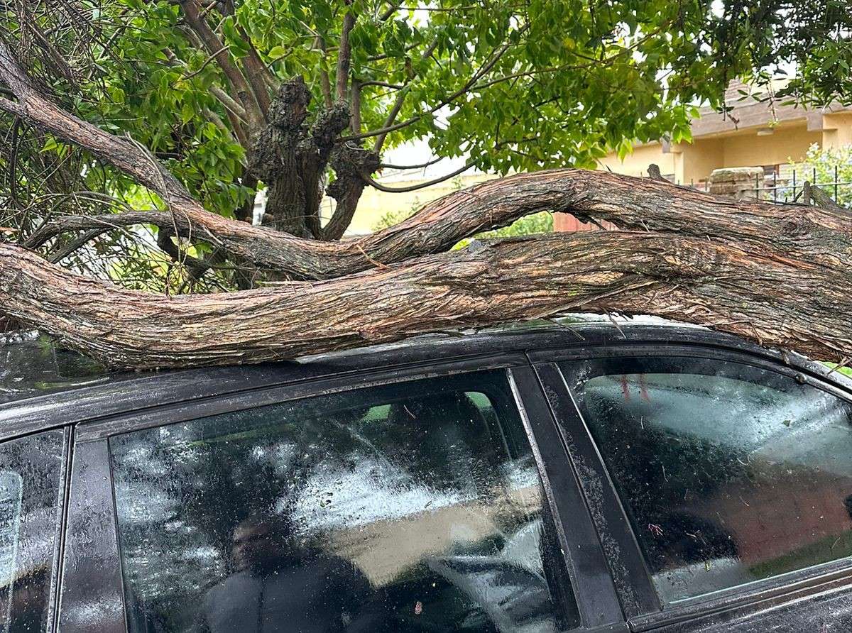 El temporal en Mar del Plata no da tregua: un árbol cayó sobre un auto