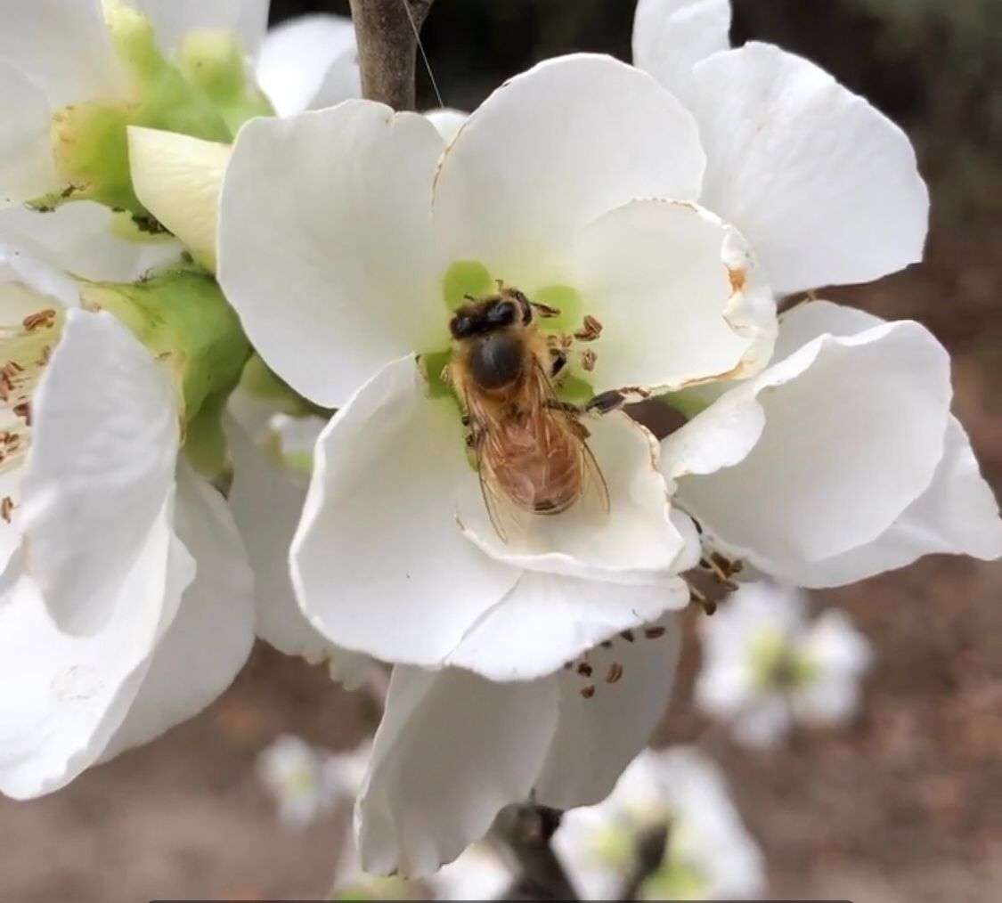 ¿Qué sería del mundo si nos quedáramos sin abejas?