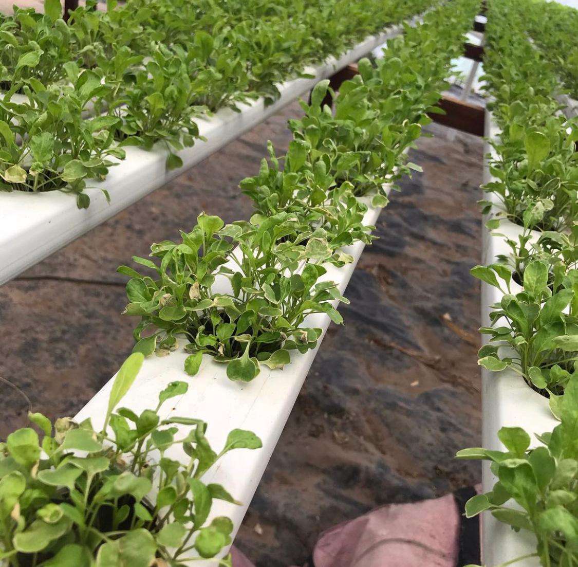 Cultivos hidropónicos, una alternativa productiva que cuida el medio ambiente
