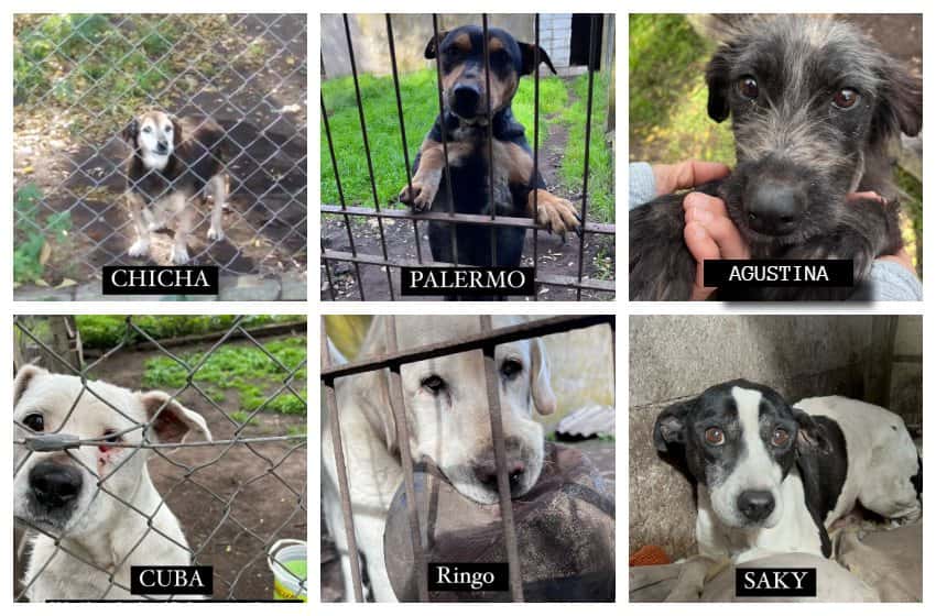 Seis perros buscan hogar por el cierre de un refugio de Mar del Plata