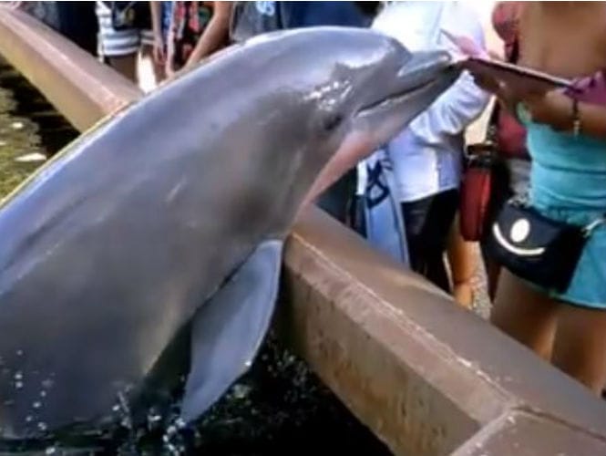 Delfín le roba iPad a una mujer que le tomaba fotografías