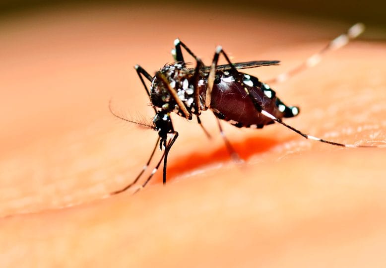 Aseguran que el riesgo de dengue es "muy alto"