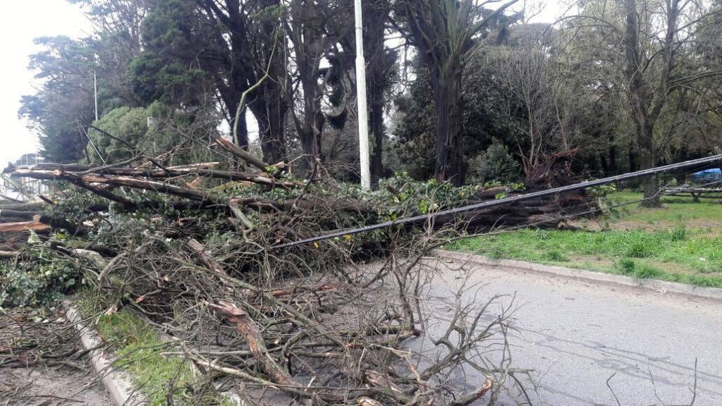 Siete barrios sin luz y árboles caídos por la tormenta en Mar del Plata