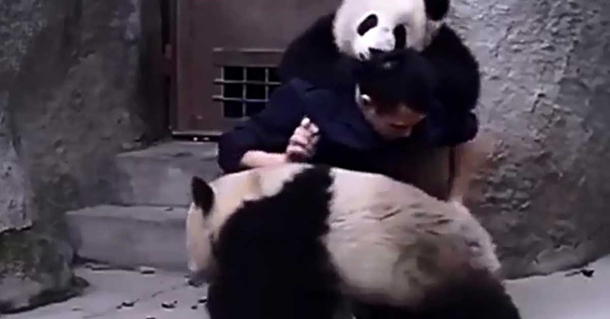 Despertó al panda y terminó luchando contra él