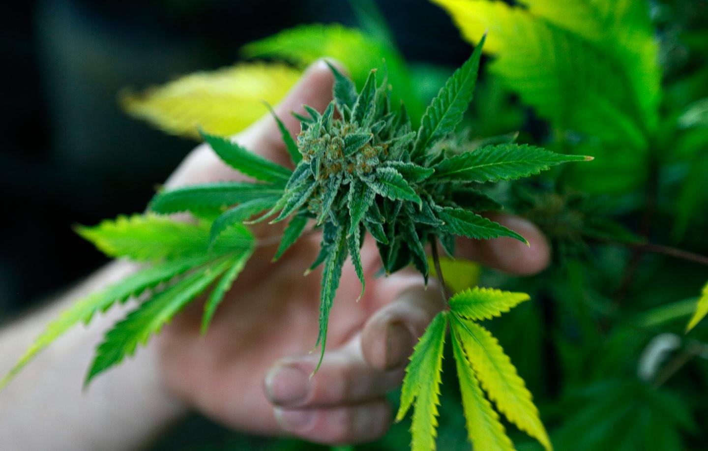 Diputados aprobó el uso de cannabis medicinal