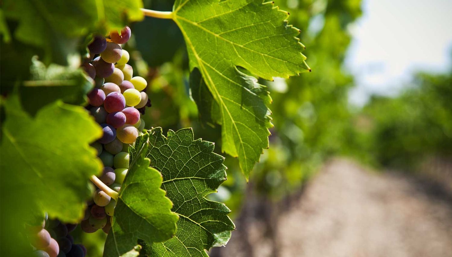 Cancillería propone aumentar la exportación de vino