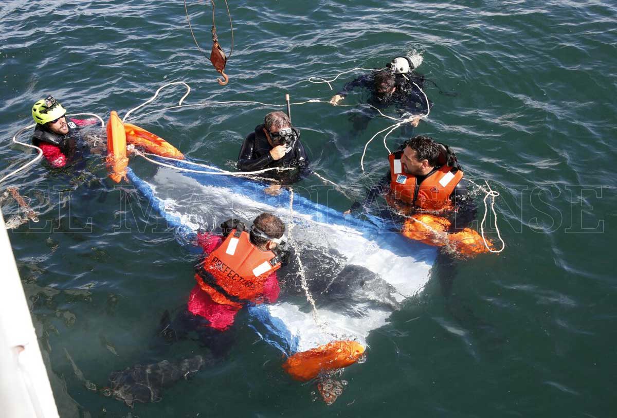 Tras casi dos meses de rehabilitación, reintegraron a una falsa orca al mar