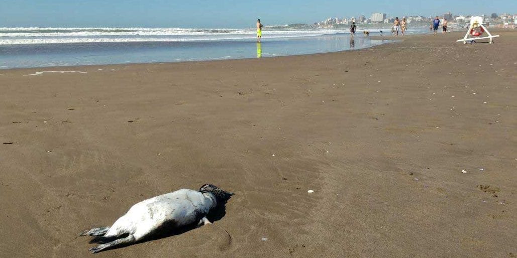 Hallaron varios pinguinos muertos en la playa de Punta Mogotes