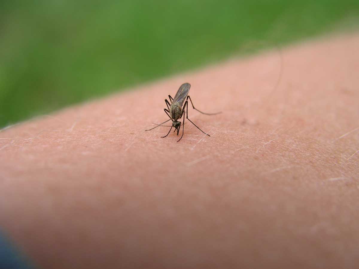 Advierten que la invasión de mosquitos se extenderá hasta junio