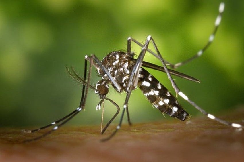 Indicó que en la ciudad “no hay riesgo de contraer dengue”.
