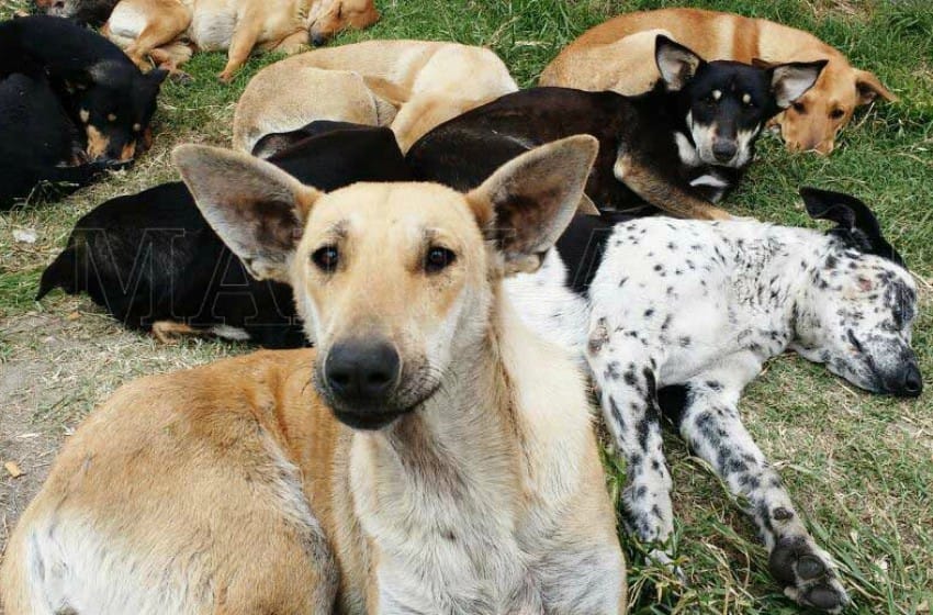Perros callejeros: rescate, amor y adopción