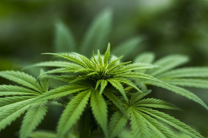 Exigen al Gobierno que autorice el autocultivo de cannabis medicinal