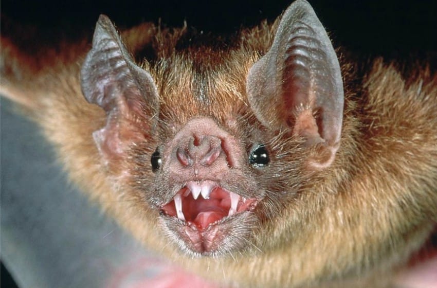 Hallaron otro murciélago con rabia en Mar del Plata
