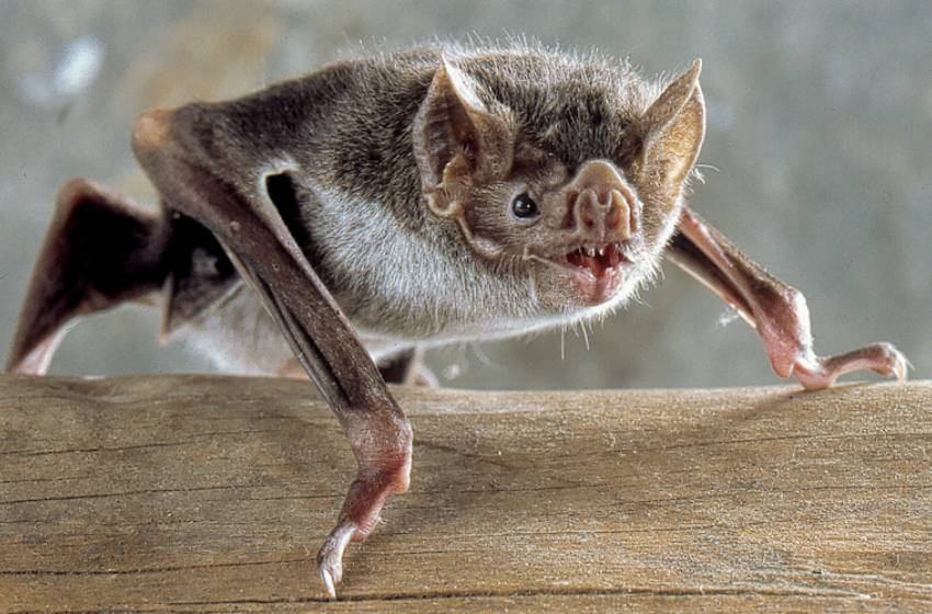 "No hay que alarmar: el murciélago no es sinónimo de rabia"