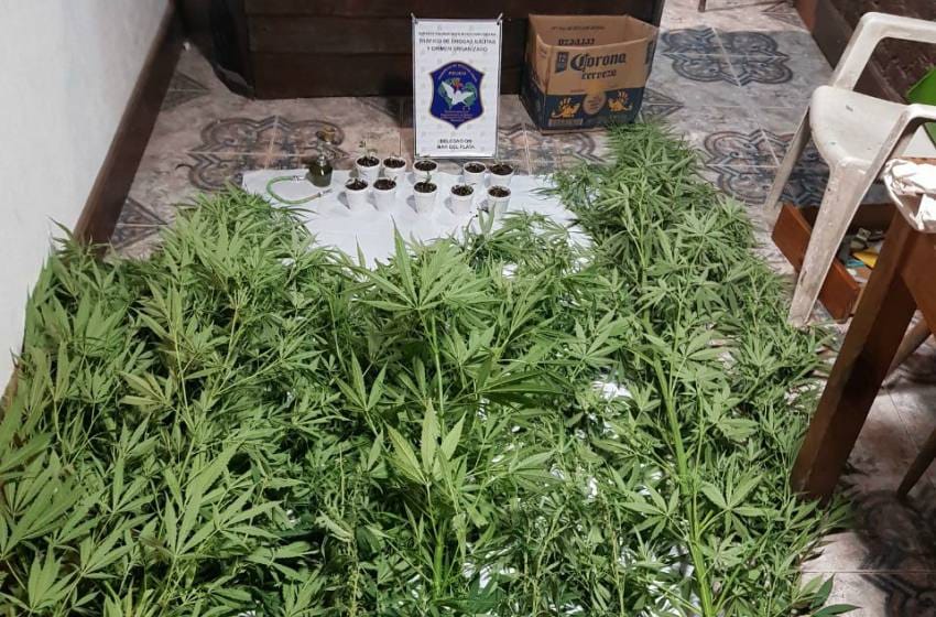 Los detuvieron en su casa con 15 plantas de marihuana y 200 mil pesos